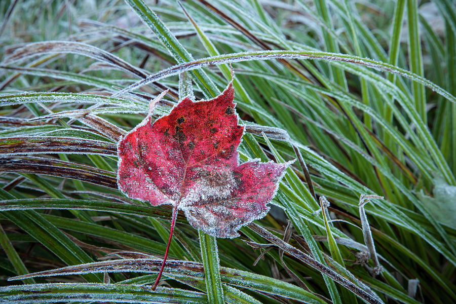 Frosty Leaf In Autumn  Waterbury Photograph by Jenna Szerlag