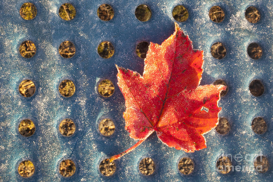 Frosty Leaf Photograph by Jonathan Welch
