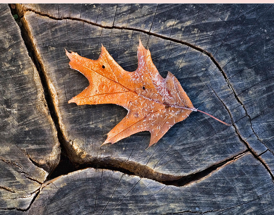 Frosty Leaf on Tree Trunk Photograph by Gary Slawsky
