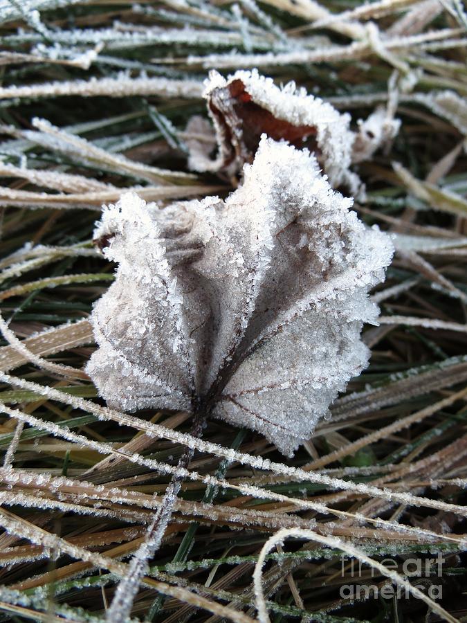 Winter Photograph - Frosty leaf by Sarah Burrin
