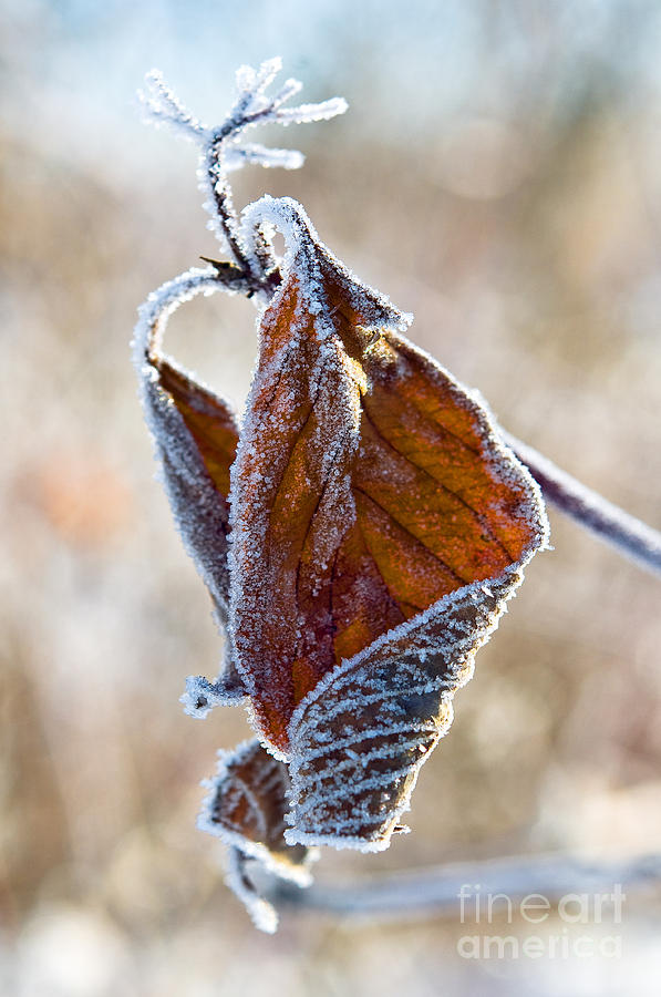 Frosty Leaf Photograph by Terry Elniski