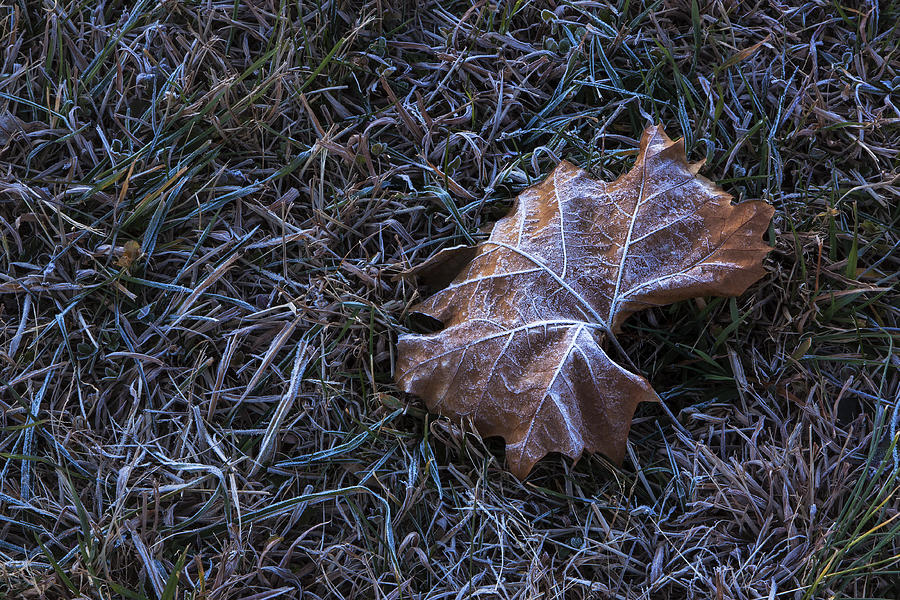 Frosty Leaf Photograph by Tom Singleton