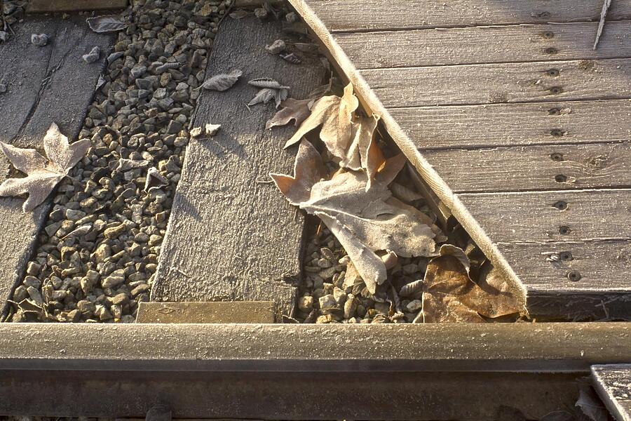 Frosty Leaves and Tracks Photograph by Larry Darnell