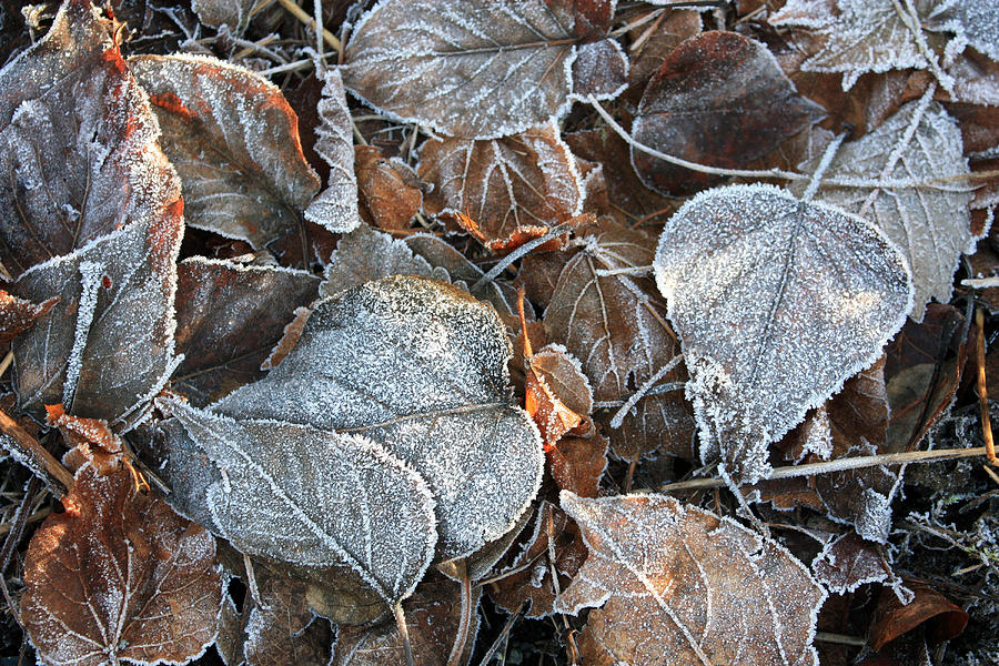 Frosty Leaves Catching Some Sunrays Photograph by Gerry Bates