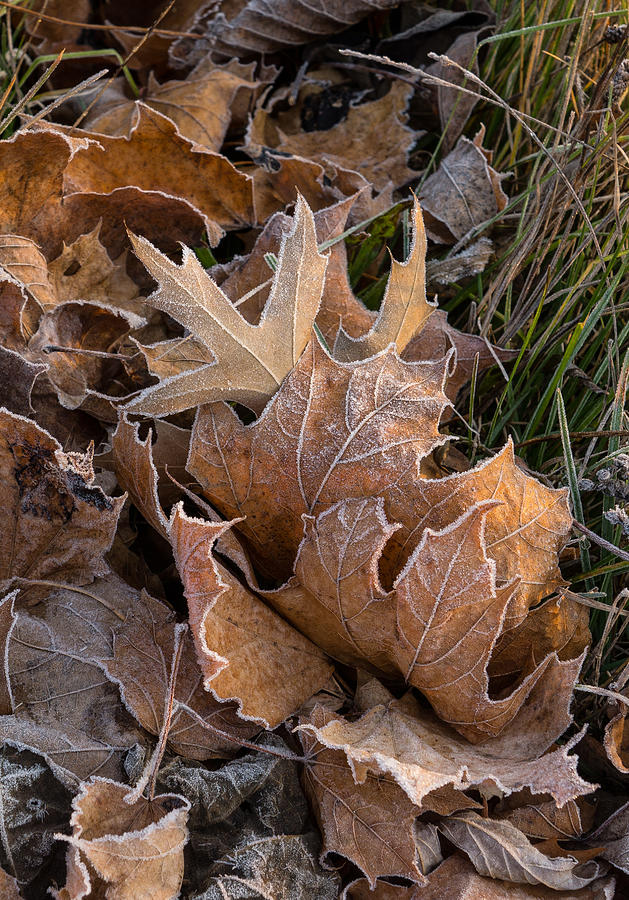 Frosty Leaves  Photograph by Georgia Mizuleva