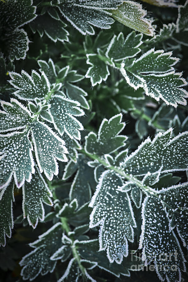 Nature Photograph - Frosty leaves in late fall by Elena Elisseeva