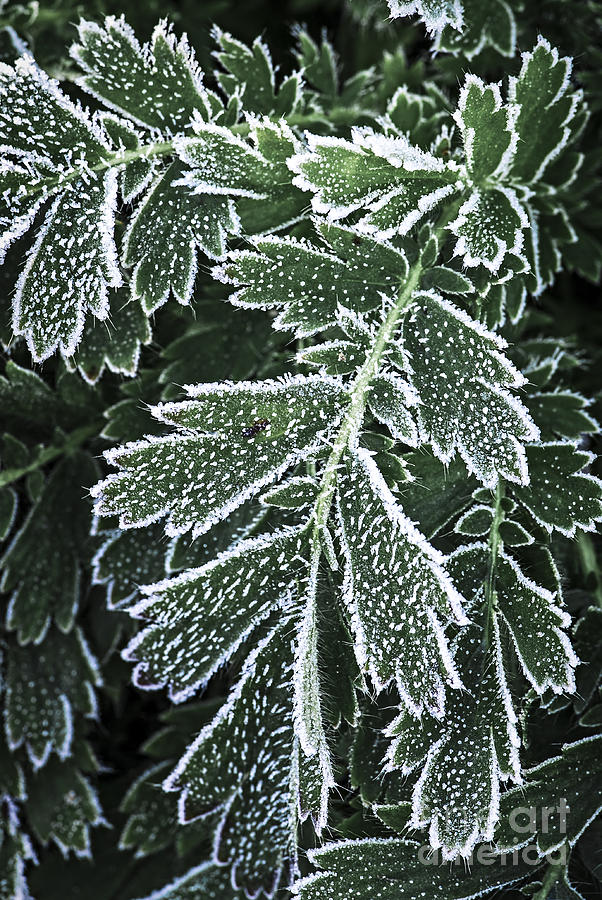 Nature Photograph - Frosty leaves macro by Elena Elisseeva