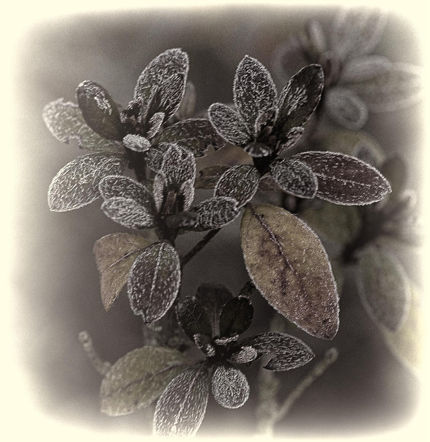 Frost Photograph - Frosty Leaves by Ron Roberts
