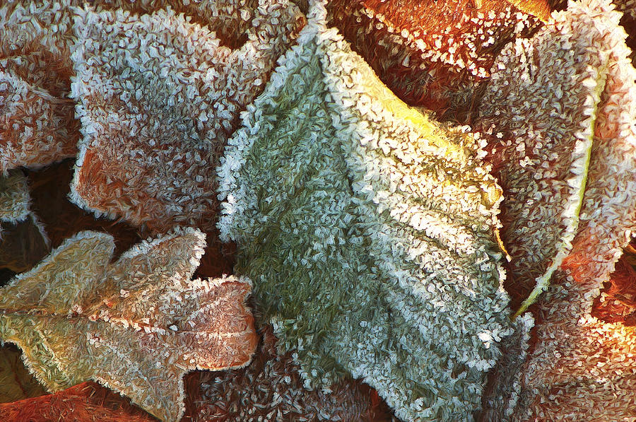 Frosty Leaves Photograph by Sharon Talson