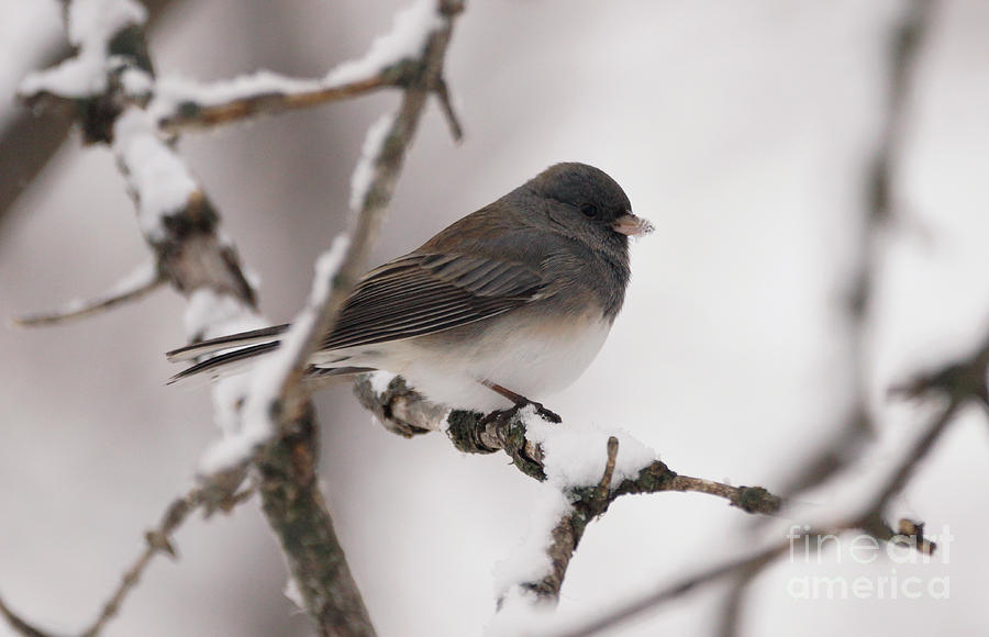 Frosty Photograph by Lori Tordsen - Fine Art America