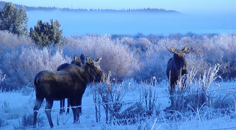 Moose Digital Art - Frosty Moose by Robert Taylor