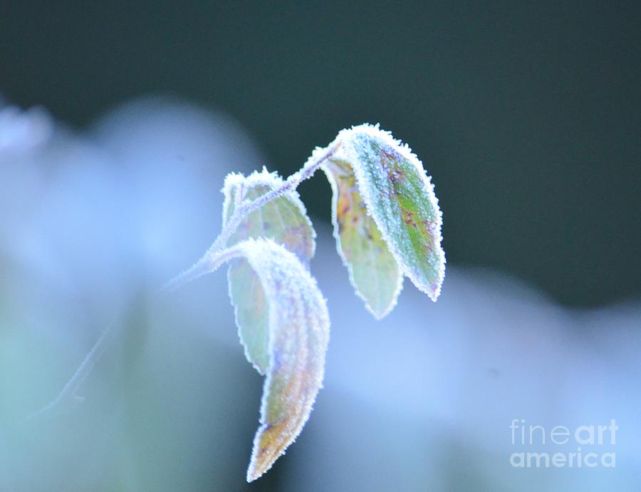 Frosty Morn 2013 Photograph by Maria Urso