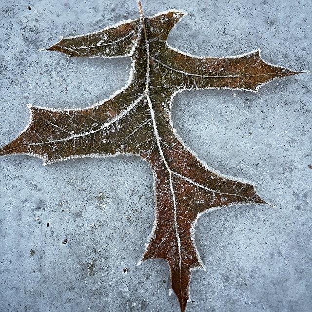 Winter Photograph - Frosty Morning.  A Leaf On The Top Of by Randall Allen