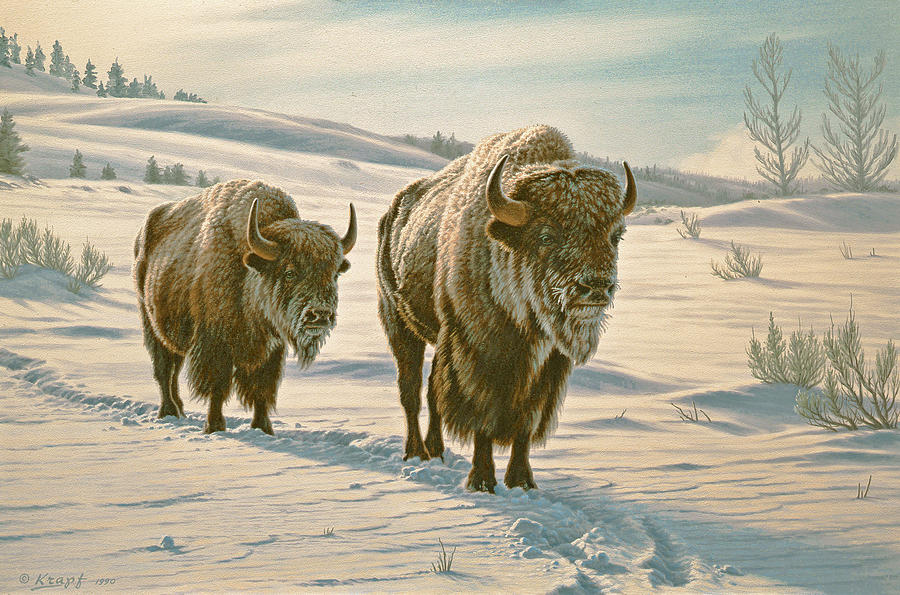 Wildlife Painting - Frosty Morning - Buffalo by Paul Krapf