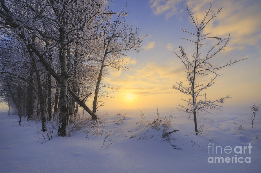 Frosty Morning Photograph by Dan Jurak
