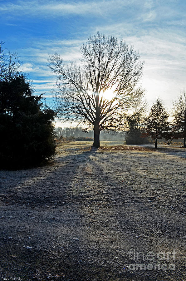 Frosty Morning Photograph by Debbie Portwood