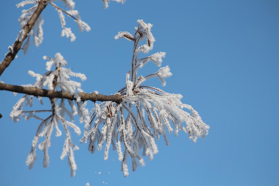 Frosty Morning Photograph by John Dart