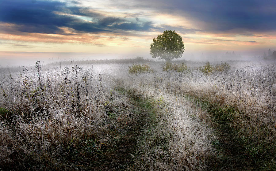 Frosty Morning Photograph by Kirill Volkov