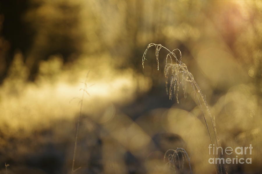 Nature Photograph - Frosty morning by MJG Products and photo gallery