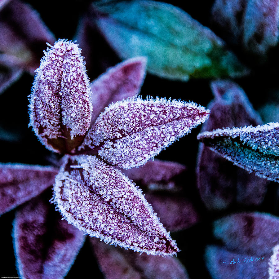 Nature Photograph - Frosty Morning by Mick Anderson