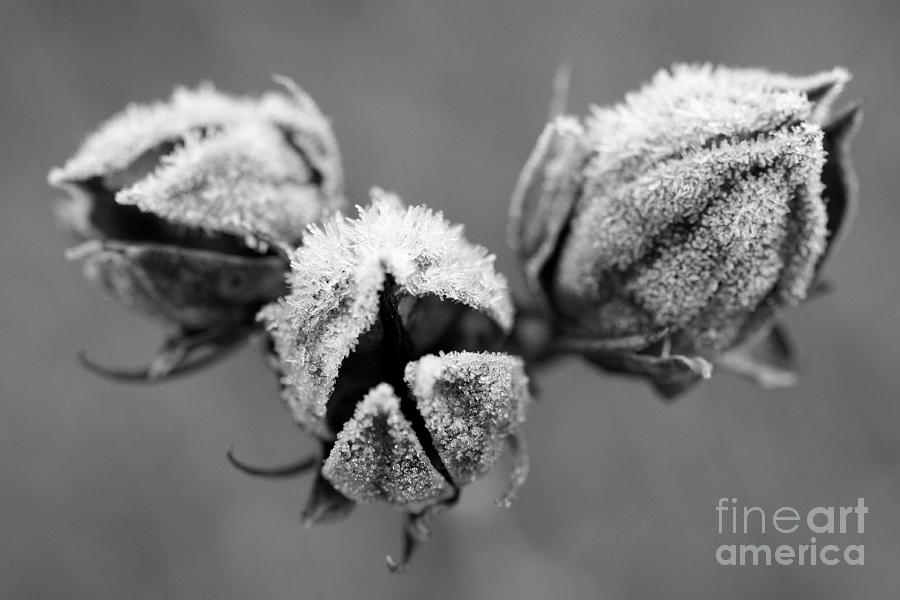 Frosty Morning Photograph - Frosty Morning by Steven Macanka