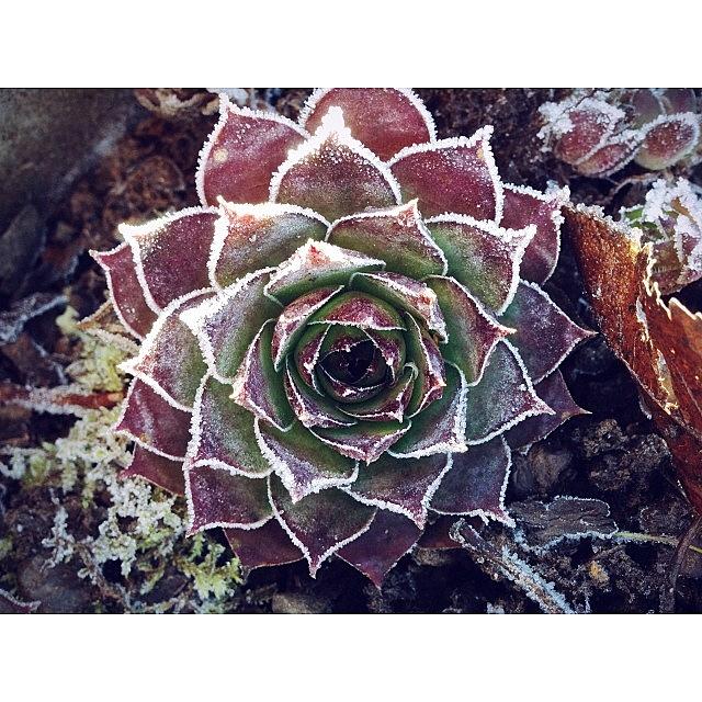 Frosty Morning Succulent Photograph by Stone Grether