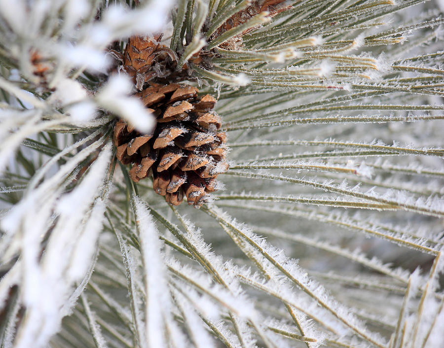 Frosty Norway Pine Photograph by Penny Meyers