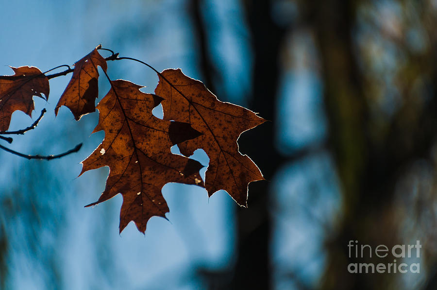 Frosty Oak leaves Photograph by Cheryl Baxter
