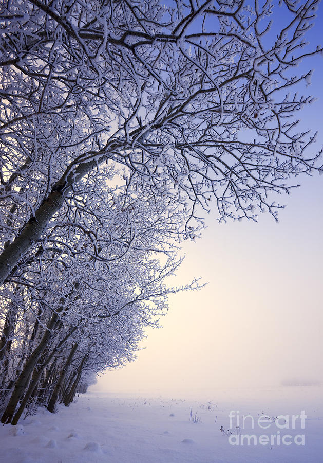 Winter Photograph - Frosty Pasture by Dan Jurak