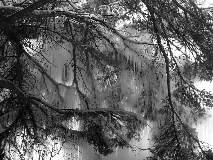 Frosty Pine Photograph