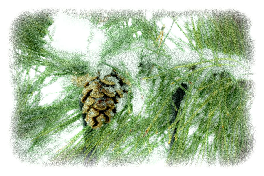 Winter Photograph - Frosty Pine Cone by Barbara Dean