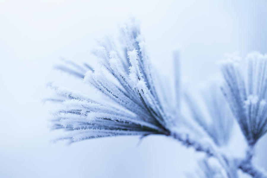 Frosty Pine Leaf Photograph by Ithinksky