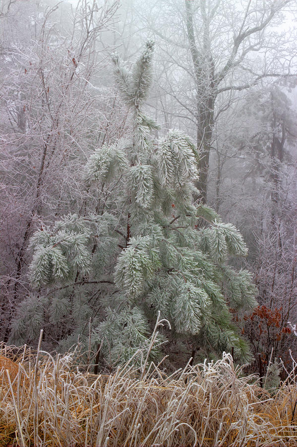 Frosty Pine Photograph by Michael Eingle
