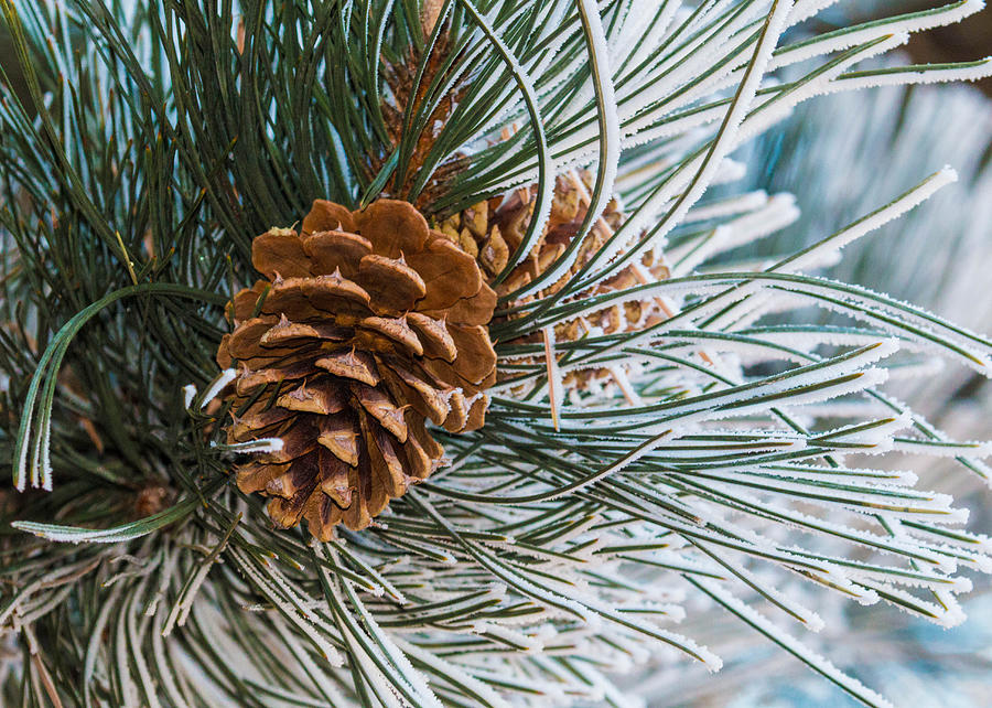 Frosty Pine Needles and Pine Cones Photograph by Dawn Key