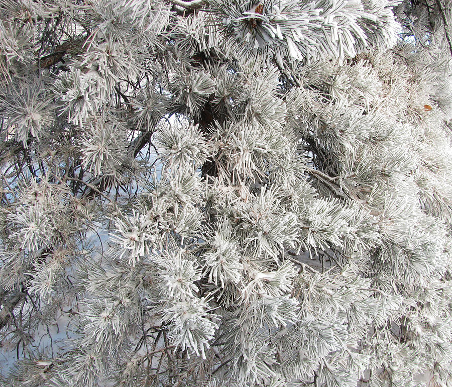 Frosty Pine Needles Photograph by Steven Parker