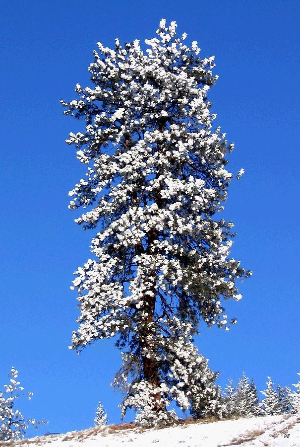 Frosty Pine Photograph by Will Borden