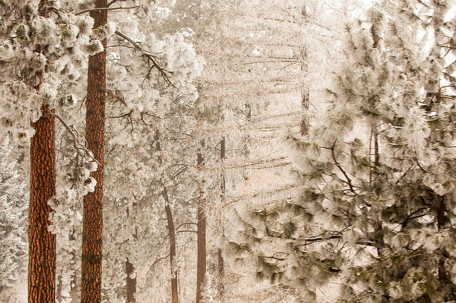 Frosty Pines Photograph