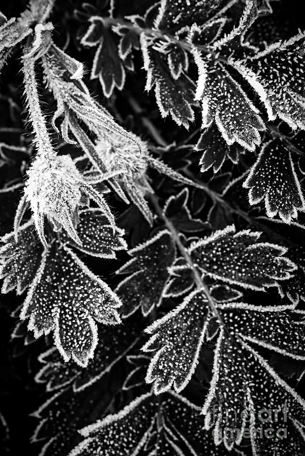 Nature Photograph - Frosty plant in fall by Elena Elisseeva