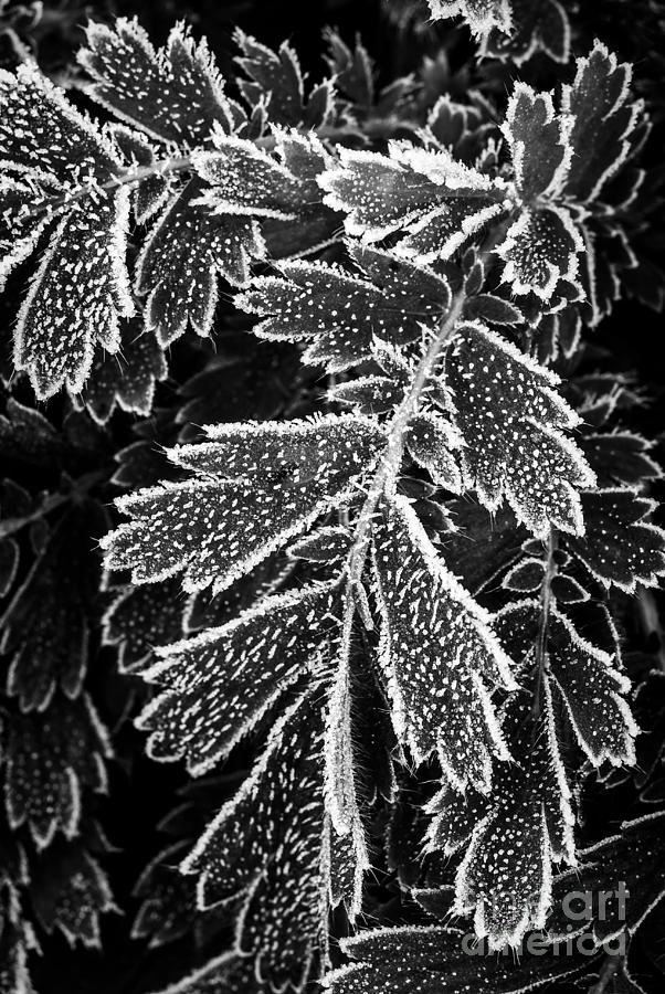 Nature Photograph - Frost on plants 2 by Elena Elisseeva