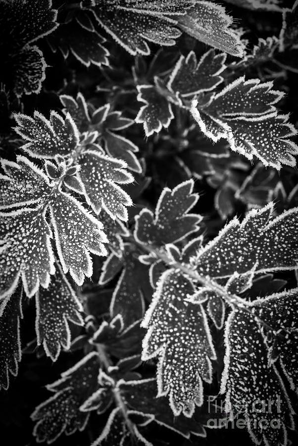 Nature Photograph - Frosty plants in fall by Elena Elisseeva