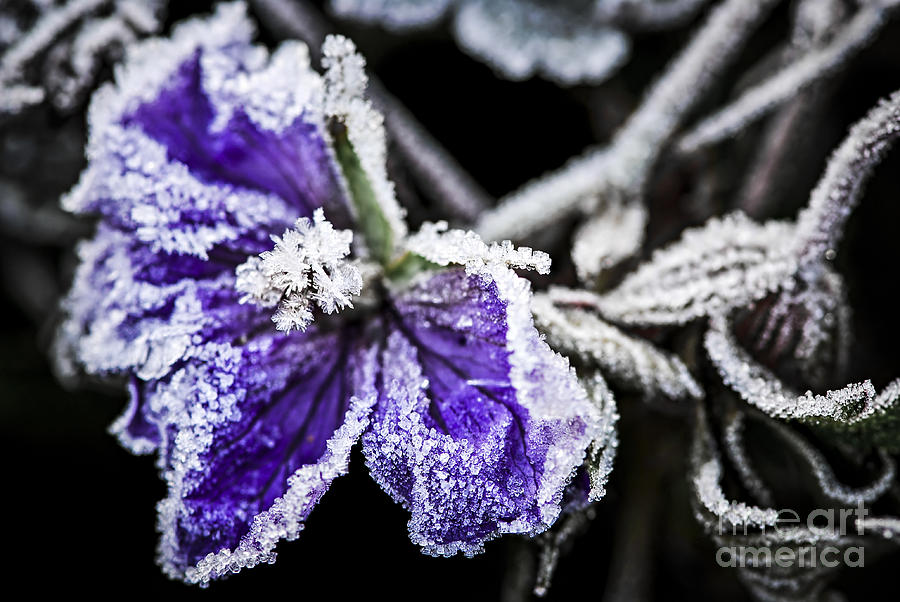 Flower Photograph - Frosty purple flower in late fall by Elena Elisseeva