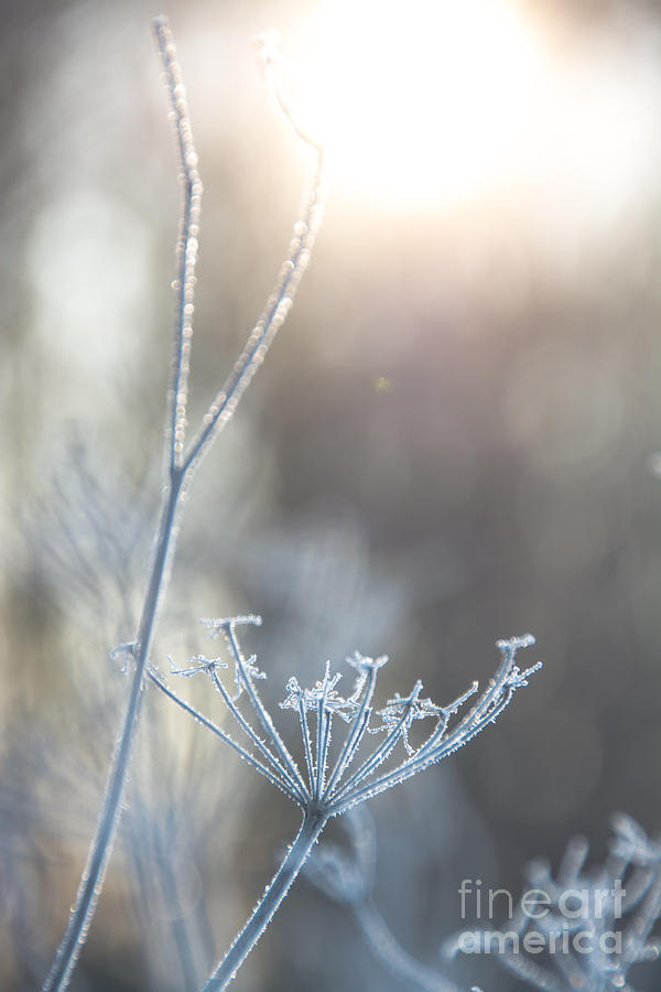 Frosty Queen Annes Lace Photograph by Cheryl Baxter