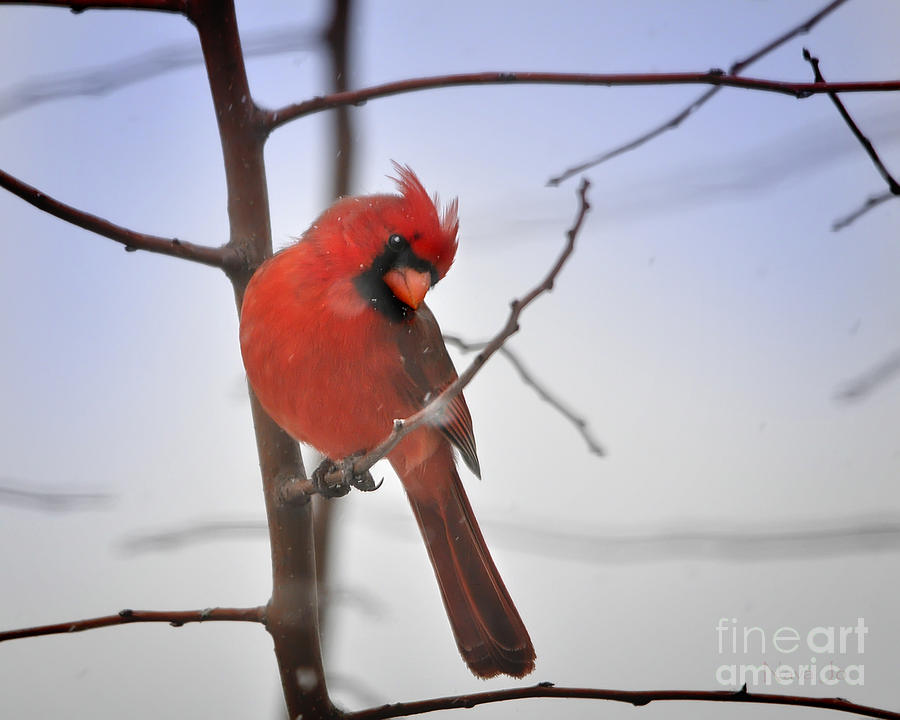 Frosty Red Cardinal Photograph by Nava Thompson