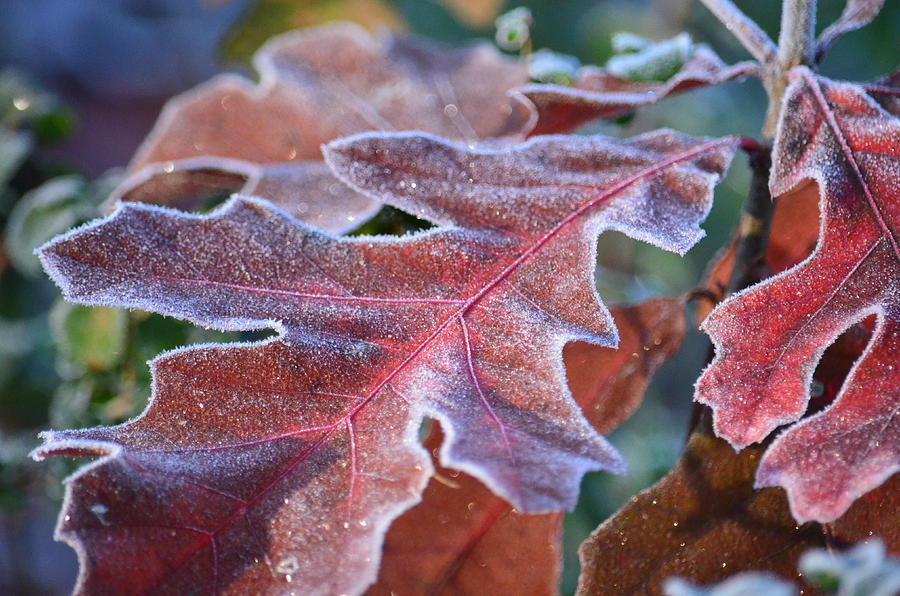 Frosty Red Oaks Photograph by Maria Urso