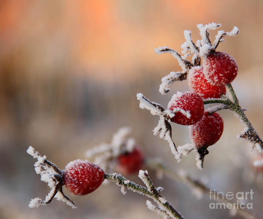 Frosty Rose Hips In Sunlight Photograph
