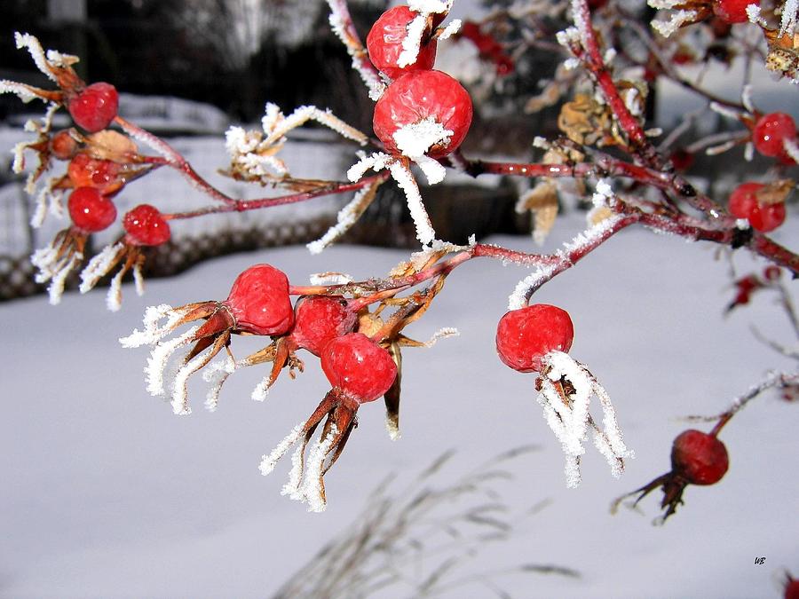 Frosty Rosehips Photograph by Will Borden
