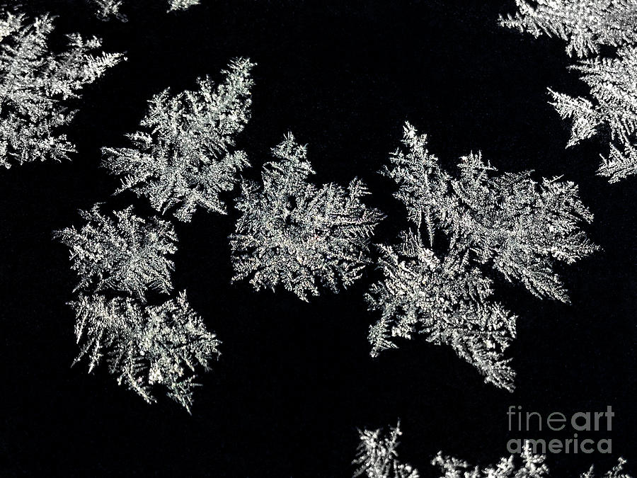 Frosty Snowflakes Photograph by Mariola Bitner