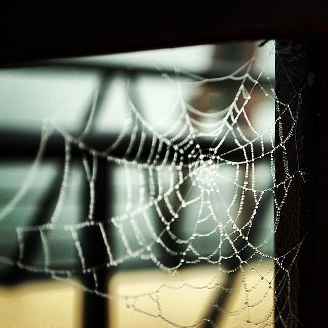 Frosty Spider Web Photograph by Mike Warner