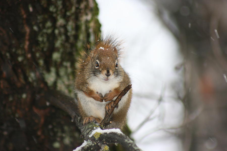 Frosty Squirrel Photograph by Paula Brown