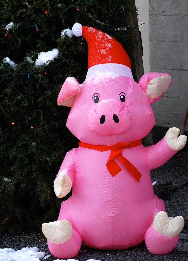 Frosty The Pig Photograph by Gregory Blank